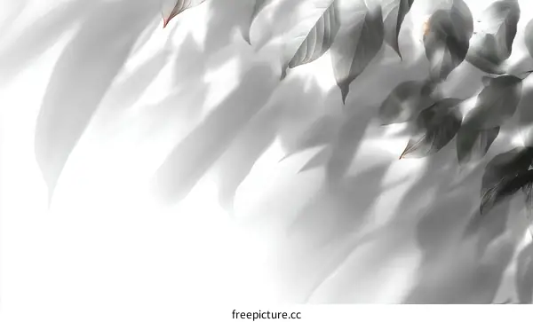 Abstract Leaf Shadows on White Background