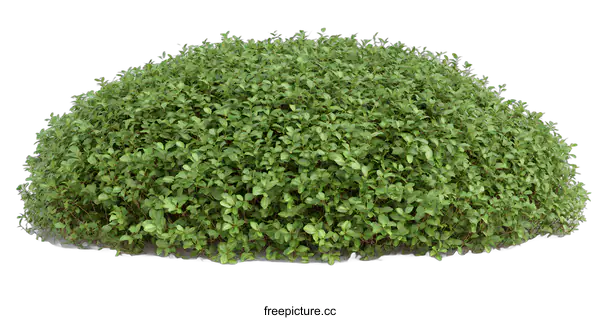 [Transparent Background PNG]Green Bush with Rounded Shape Isolated on White Background