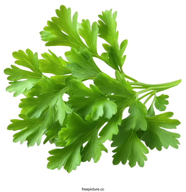 [Transparent Background PNG]Fresh Parsley Bunch Close-up