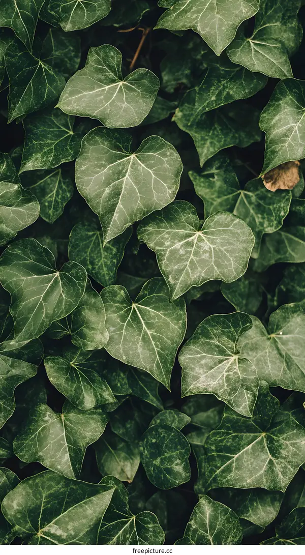 Green Leaves Background, Texture Of Nature