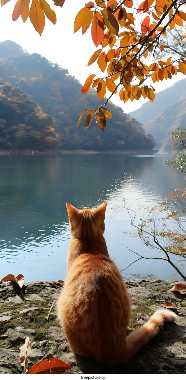 Orange Cat Sitting by Lake with Autumn Leaves