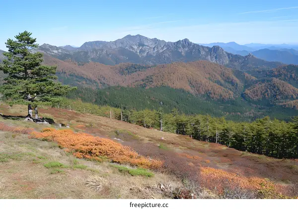 Autumn Mountain Landscape with Green Trees and Red Bushes