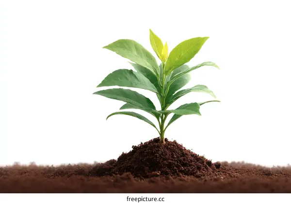 Young Plant Growing in Soil