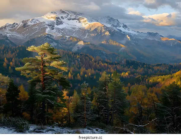 Golden Autumn Forest and Snow-capped Mountains
