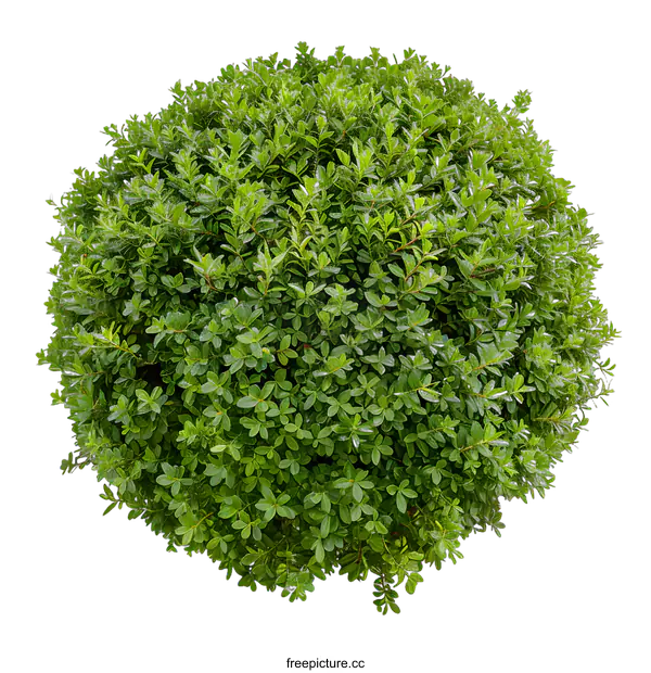 [Transparent Background PNG]Green Bush Isolated On White Background