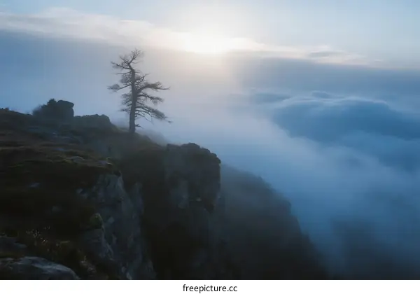 Lone Tree Standing on Cliff Edge with Misty Clouds Below at Sunset