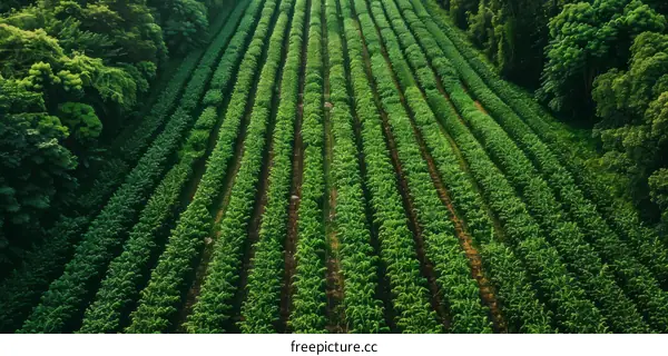 Aerial View of Lush Green Tea Plantation in the Mountains