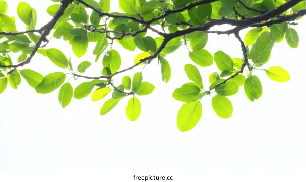 Fresh Green Leaves on a Branch Against White Background
