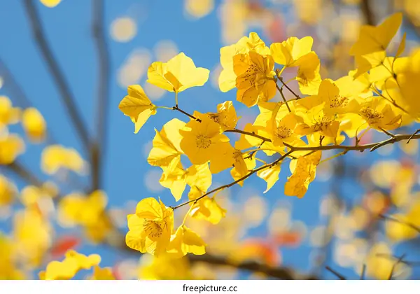 Close Up View of Yellow Flowers Branch