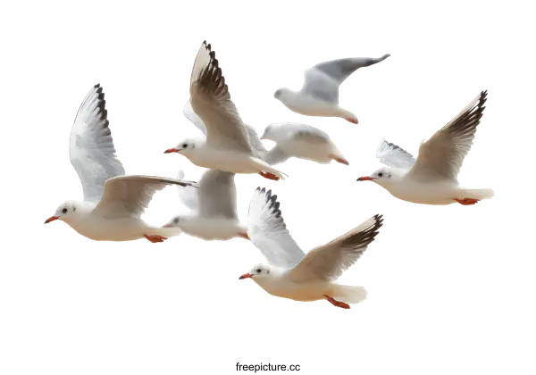 [Transparent Background PNG]A Flock of Seagulls Taking Flight