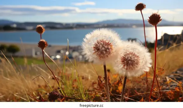 Close-up of dandelion seed heads against blurred background of water and mountains