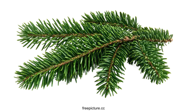 [Transparent Background PNG]Close-up of a Fir Tree Branch