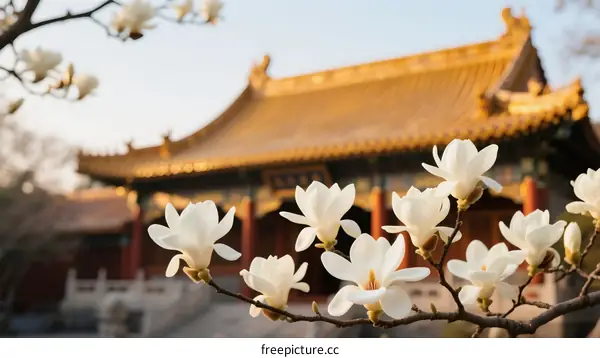 Magnolia Blossoms in Front of Traditional Chinese Temple Building