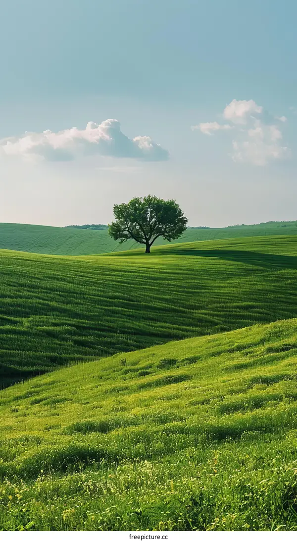 Solitary Tree in a Verdant Meadow