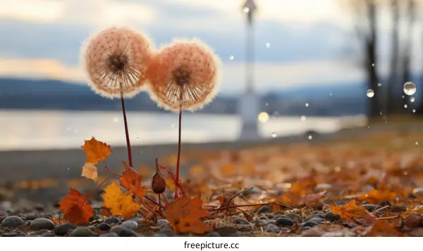 Two pink dandelions with autumn leaves and water droplets