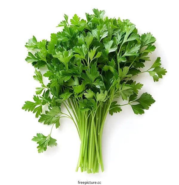 Fresh Parsley Bunch Isolated on White Background