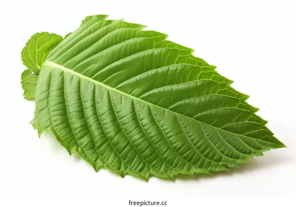 A single green leaf isolated on white background