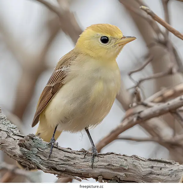 Yellow Bird Perched on Branch