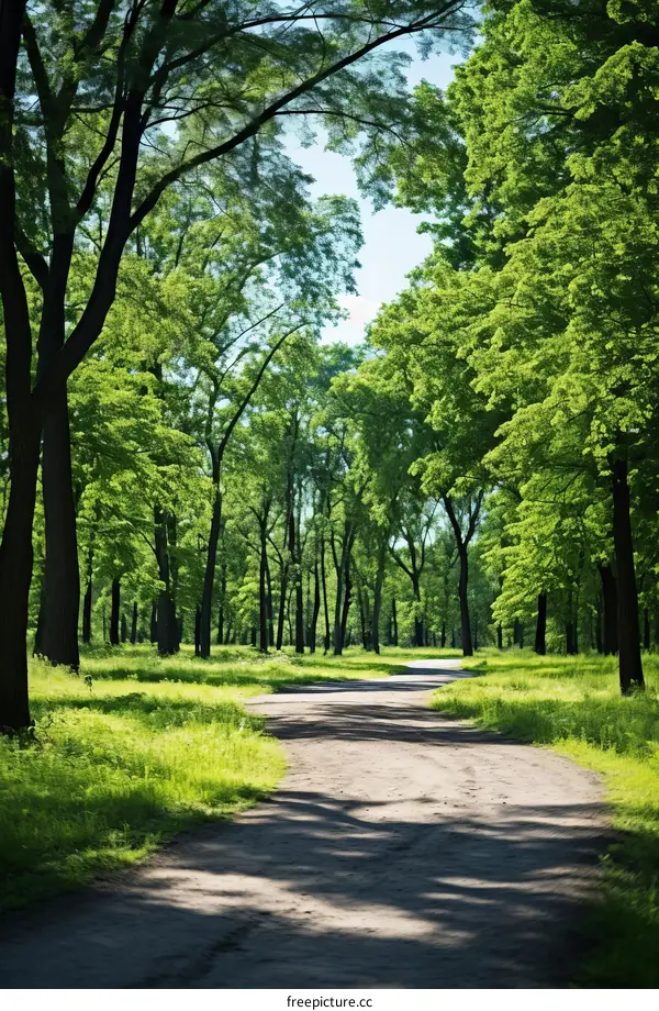 The sun shines through the forest