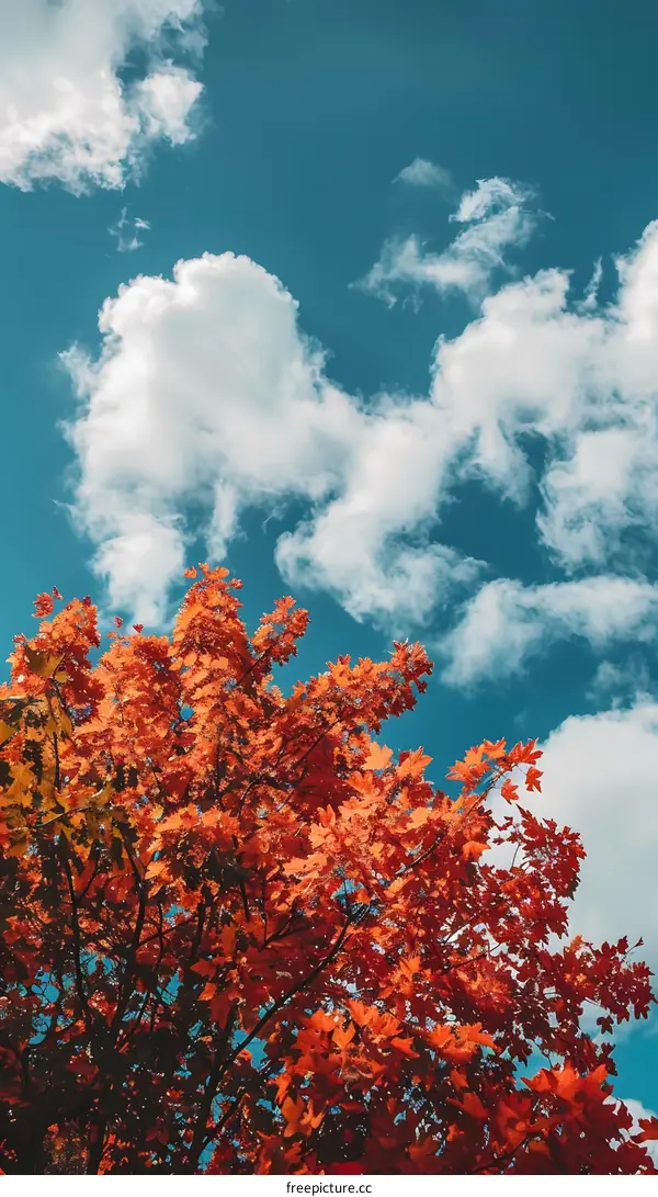 Autumn Leaves Against Blue Sky with White Clouds