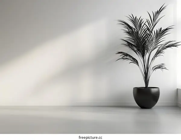 Minimalist Interior Design with a Palm Tree Plant in a Black Pot