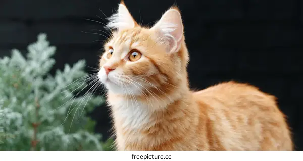 Ginger Cat Looking Up at Christmas Trees
