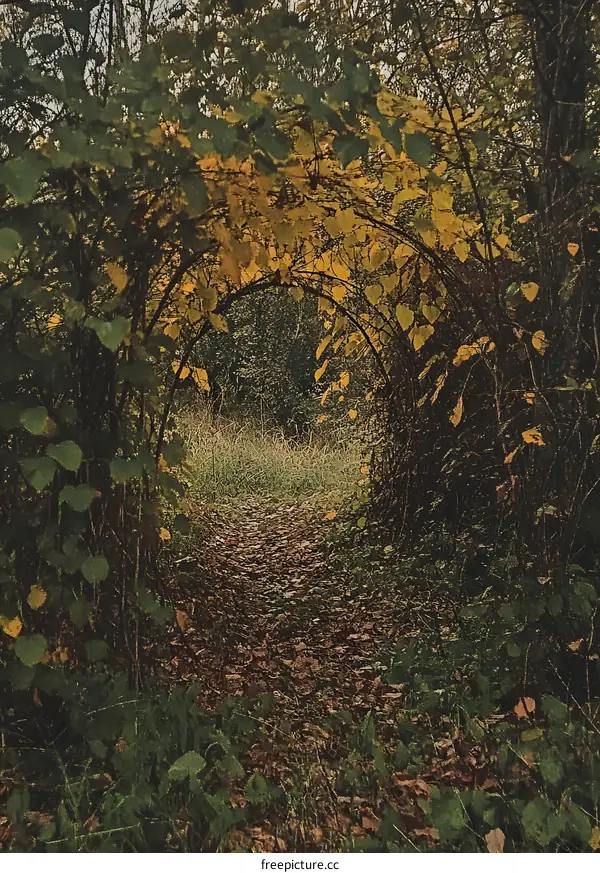 Autumn Forest Path With Yellow Leaves