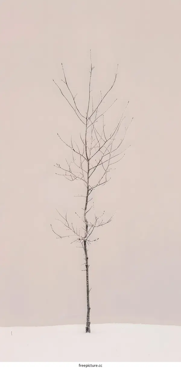 Bare Tree Standing in Snow
