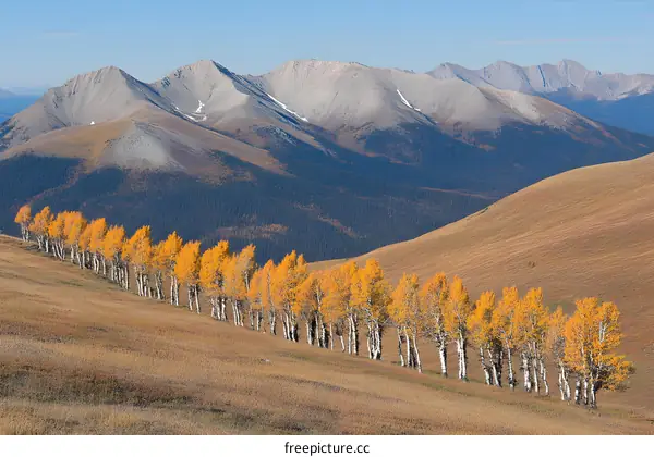 Golden Aspen Trees on a Mountainside in Alberta Canada