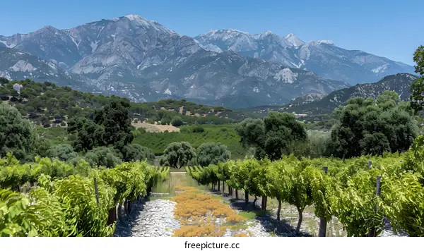 Vineyard with mountains in the background