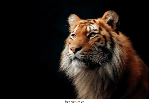 Close-up Portrait of a Majestic Tiger