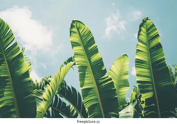 Tropical Banana Leaves Under Blue Sky
