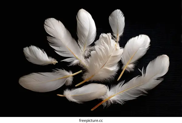 White Feathered Arrangement on a Black Background
