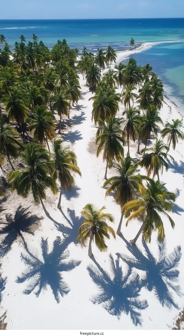 Aerial View of Tropical Beach with Palm Trees