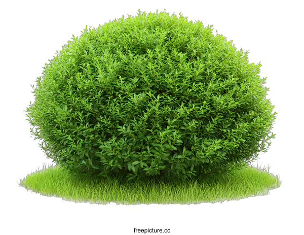 [Transparent Background PNG]Green Bush Isolated on White Background