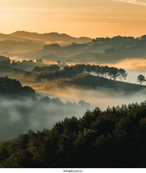 Misty Hills and Forests at Sunrise