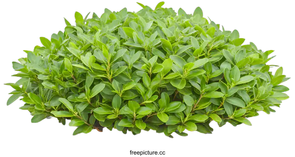 [Transparent Background PNG]Green Bush with Lush Leaves Isolated on White Background