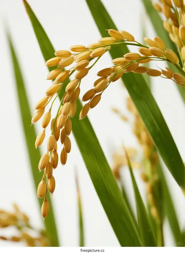 Close-up of golden rice ears with green leaves in natural light