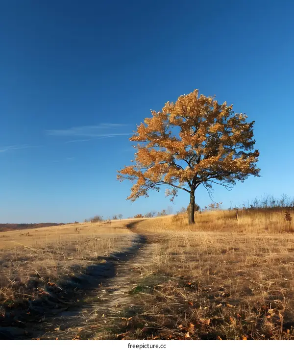 Lonely tree in the middle of the field