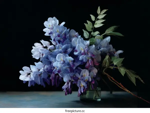 A Stunning Arrangement of Vibrant Blue Wisteria Flowers