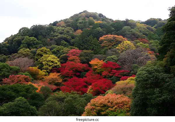 Colorful Autumn Foliage in a Forest