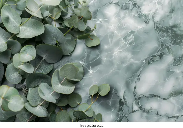 Close-up of eucalyptus leaves on marble background