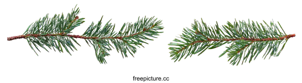 [Transparent Background PNG]Closeup Evergreen Branches