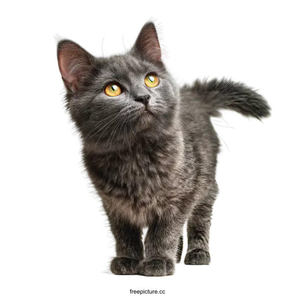 [Transparent Background PNG]Cute Gray Kitten Looking Up