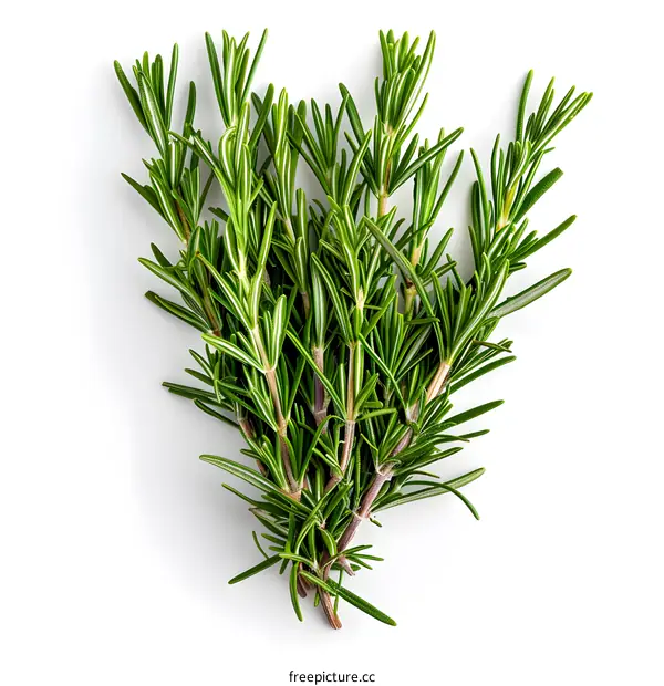 Green rosemary herb bundle isolated on white background, top view, close up