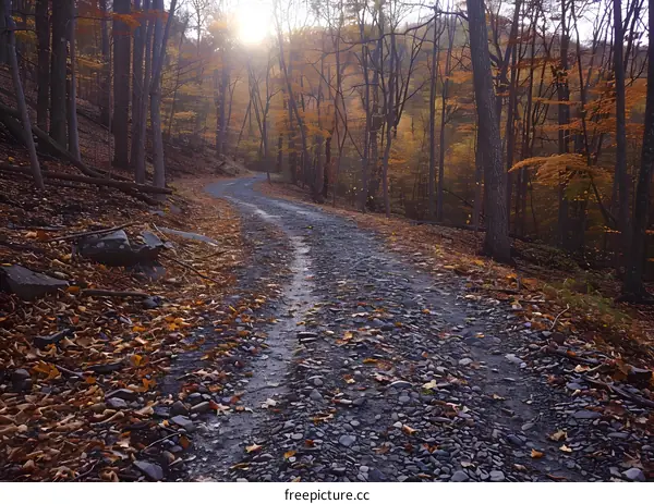 Country road in autumn forest with colorful fall foliage