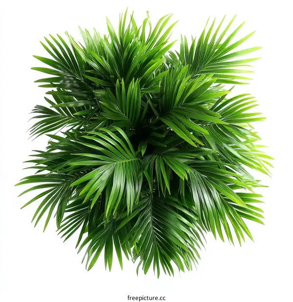 Beautiful Tropical Palm Plant Closeup