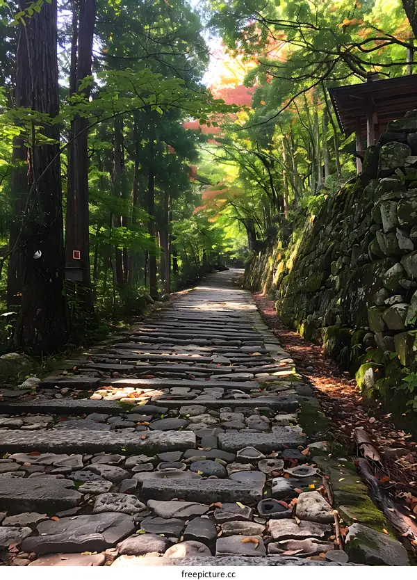 Stone Path through the Forest