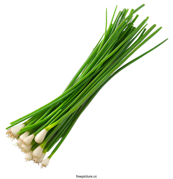 [Transparent Background PNG]Fresh Chives Isolated on White Background