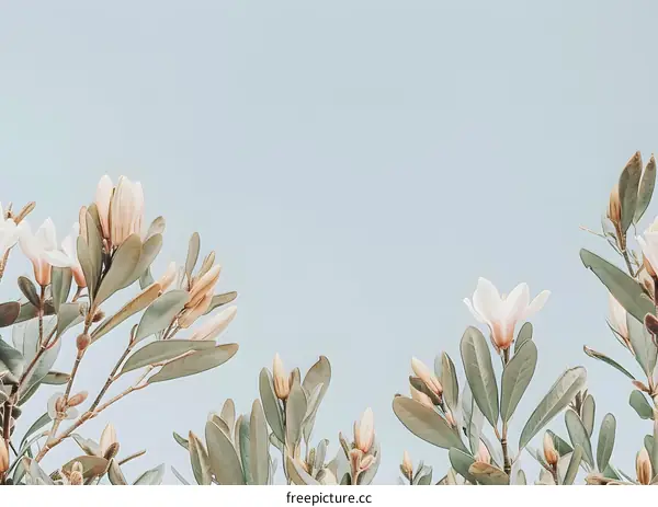 White Magnolia Flowers Against A Light Blue Sky